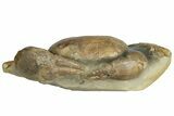 Miocene Fossil Crab (Tumidocarcinus) - New Zealand #145228-3